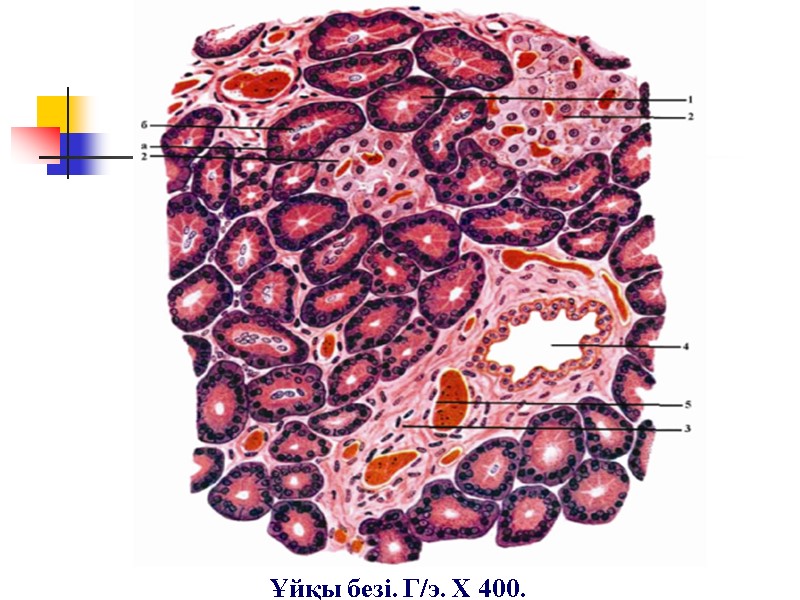 Ұйқы безі. Г/э. Х 400.